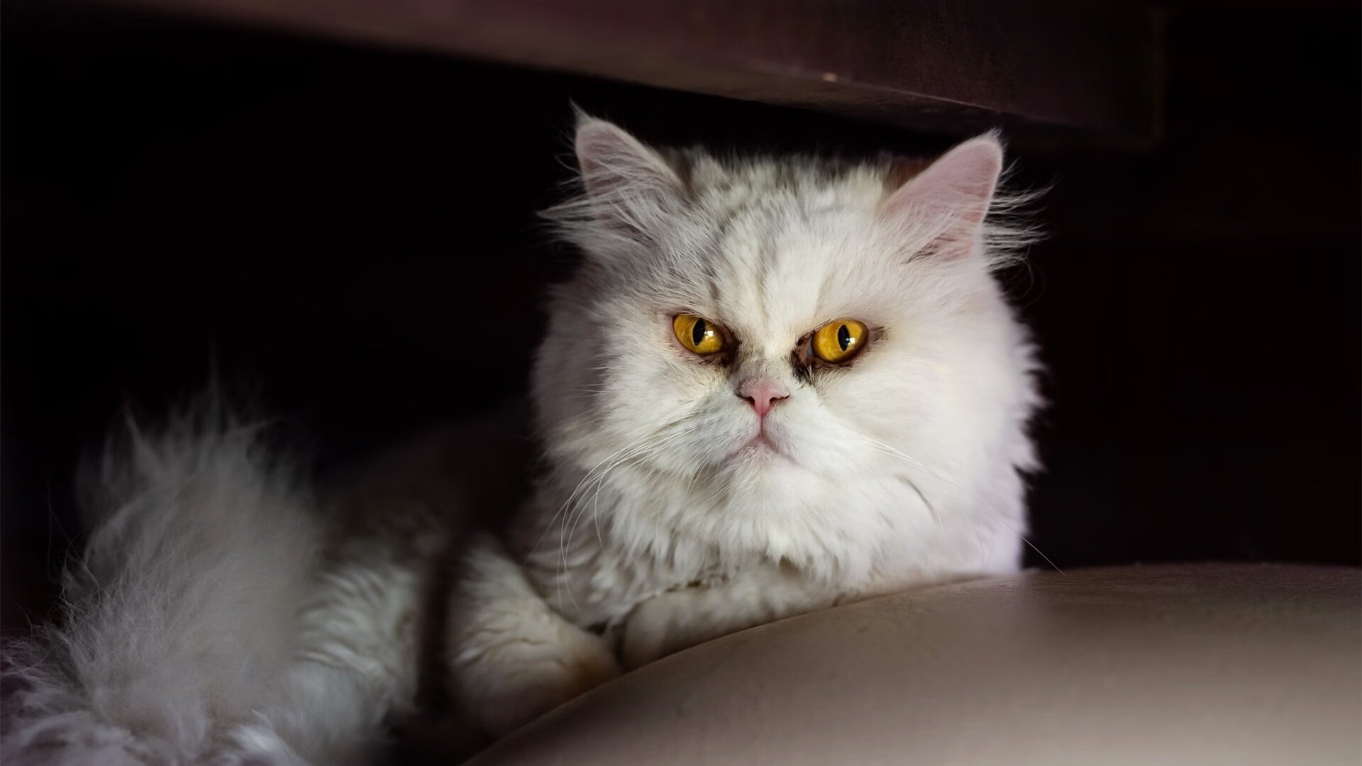 “世界游泳锦标赛新加坡:水上芭蕾选手成全场焦点”