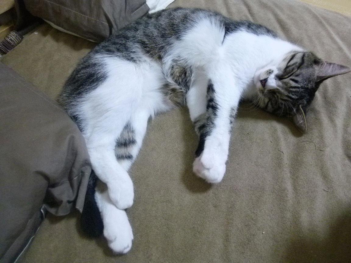 快船使用动捕技术优化球员跑动轨迹数据，快船训练视频