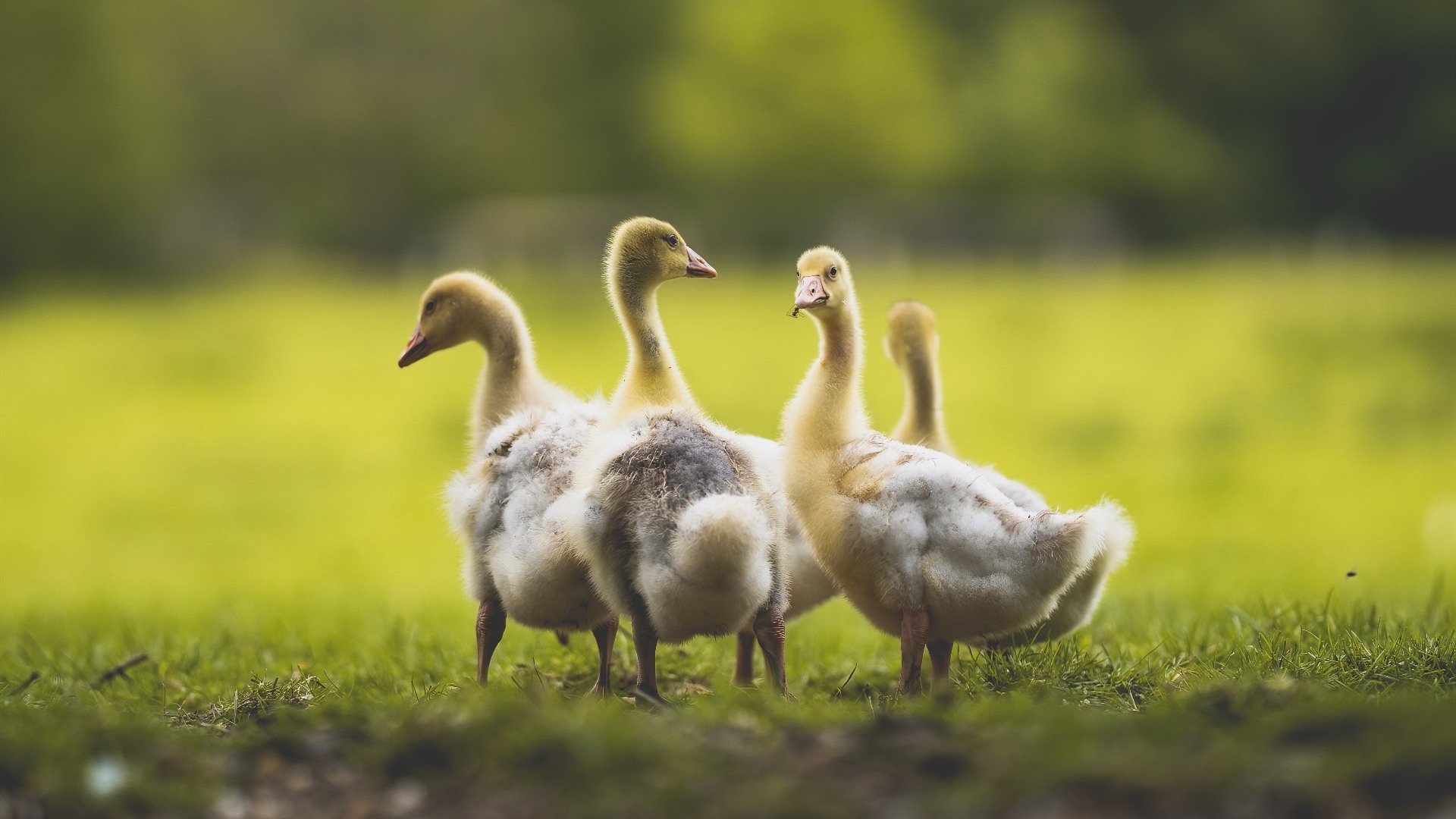 独行侠强调轮转深度助力稳定输出，独行侠打法
