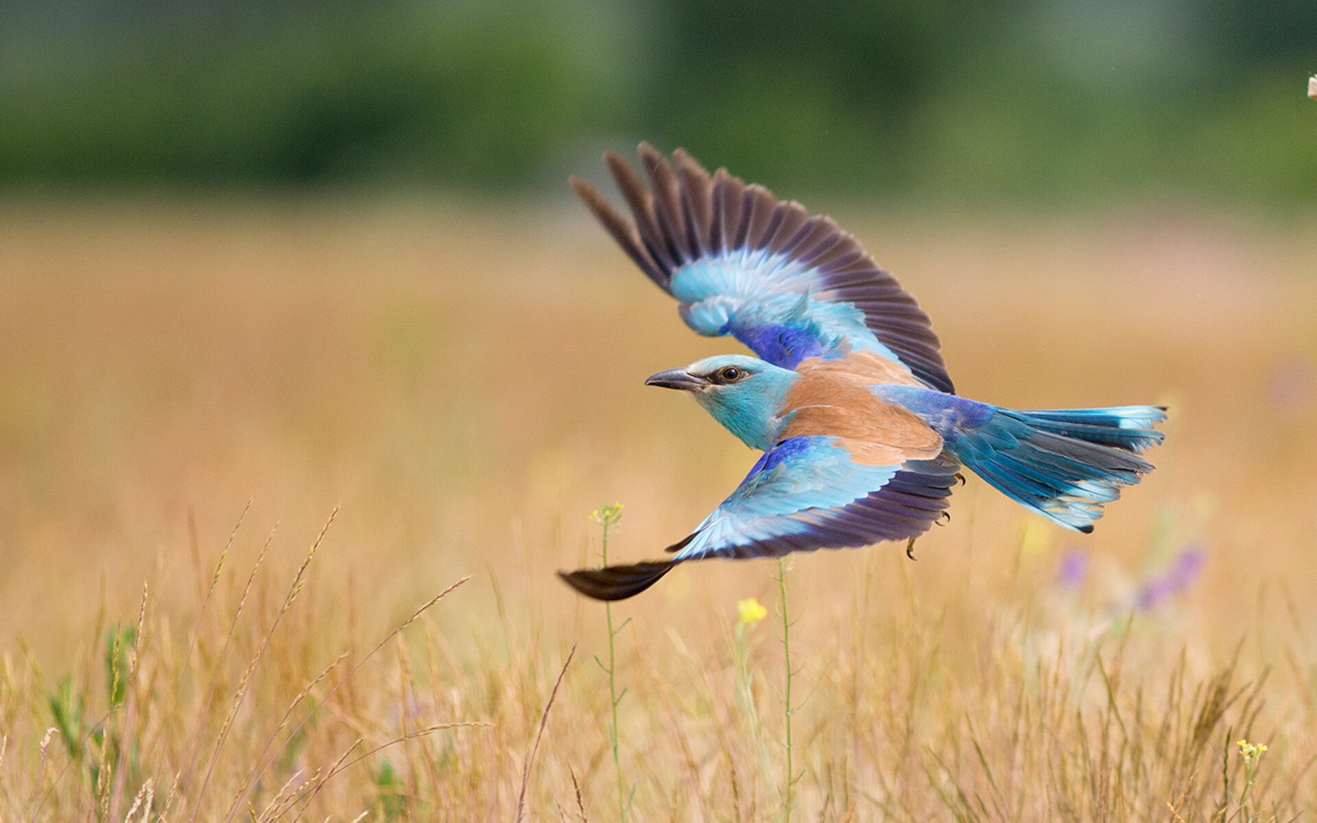 独行侠强调轮转深度助力稳定输出，独行侠打法