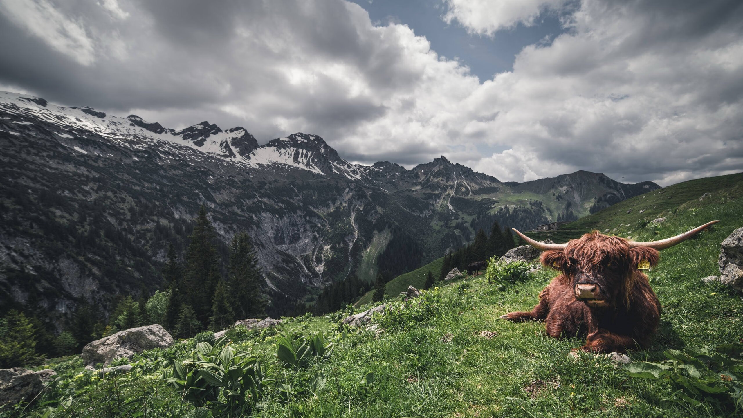 英超终极冲刺：强敌环伺，拼搏到底！，英超传统强队
