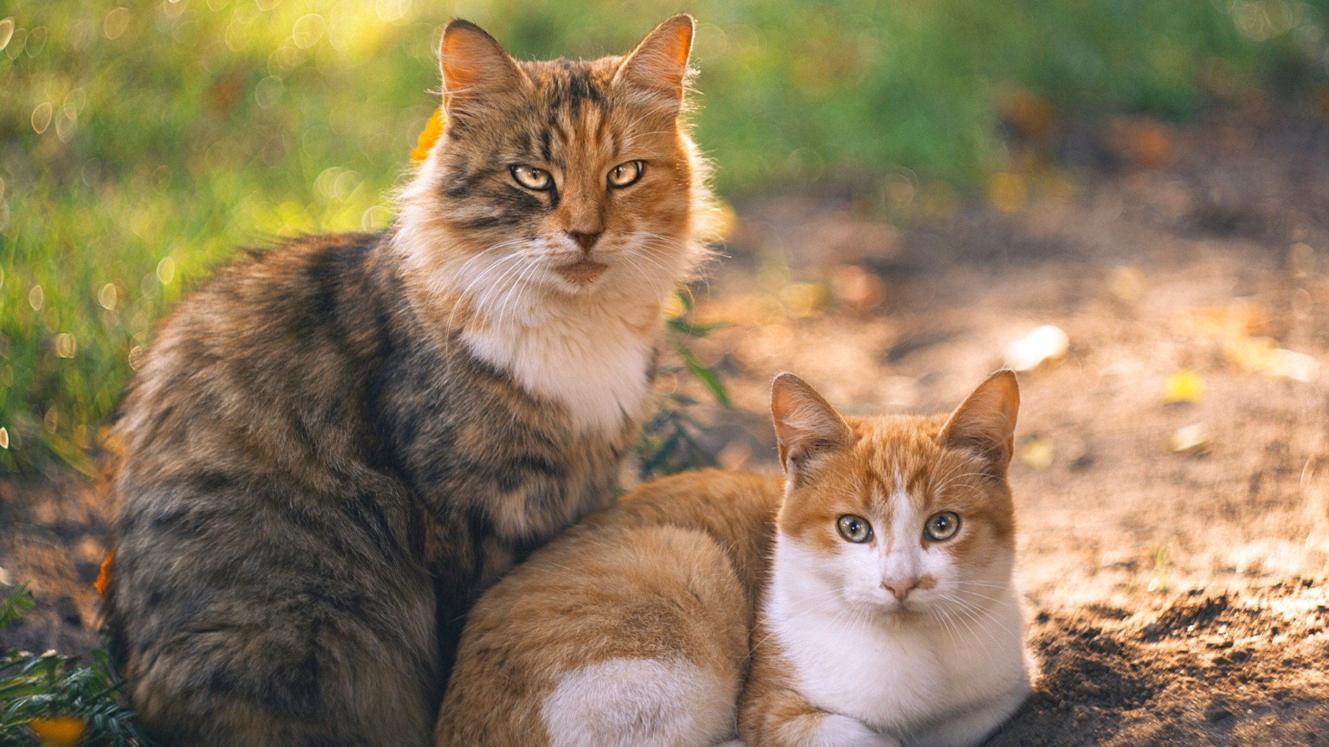蝶泳节奏把控摩纳哥精准有力，最完整的蝶泳分解教程