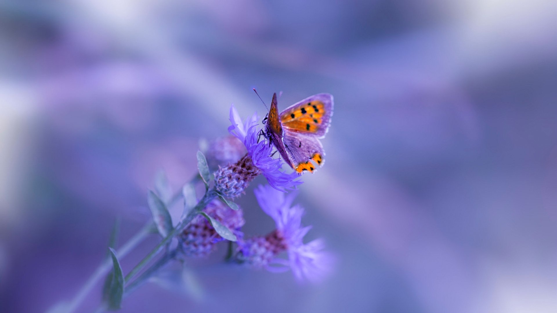 西甲激情迸发：精彩突破、绝杀不断！，西甲 视频